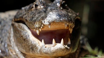 Crane 'escorts' alligator across Florida golf course in viral video
