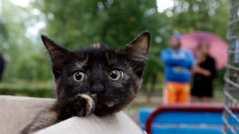 Plague strikes 6 cats in Idaho