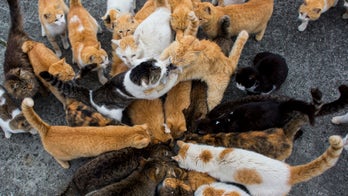 Politician proposes unleashing 500,000 cats to combat Roman rat invasion