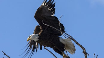 Michigan bald eagle shot and killed, reward offered for culprit