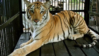 Michigan deputies stunned to find 8 Bengal tigers at scene of semi-truck crash