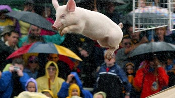 Privileged pigs are more optimistic