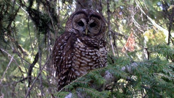 Baby owls born on California windowsill gawk at workers in viral photo