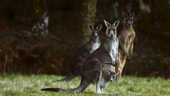 Cyclist critically injured after group crashes into kangaroo carcass