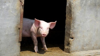 Spanish town fined for hosting 'slippery pig' contest