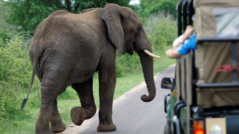 South Africa's national parks consider banning wildlife sighting apps