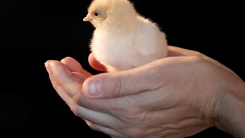 Students grow chickens outside of their eggshells