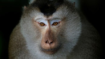 VW, BMW and Mercedes tested dirty diesels on monkeys caged in gas chambers