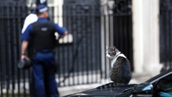 Early cats traveled with Vikings and farmers