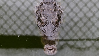 Rare crocodile killed while walking on Florida highway