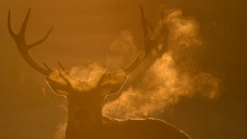 Deer defense! Man fights speeding ticket with novel argument