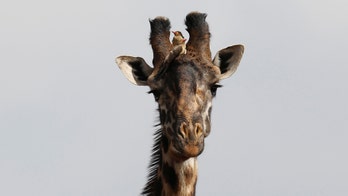 Watch: Giraffe born in front of zoo visitors in Tennessee