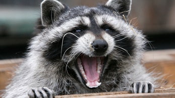 Raccoon in 'erotic' ad became obsessed with breasts, zoo says