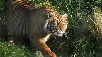 Tiger attacks keeper at Steve Irwin Zoo