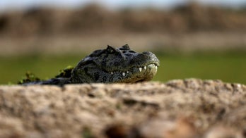 7-foot alligator spotted in Tennessee is latest of  'several confirmed sightings,' wildlife agency says