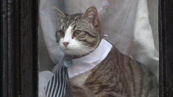 Assange's cat dressed to impress for owner's grilling