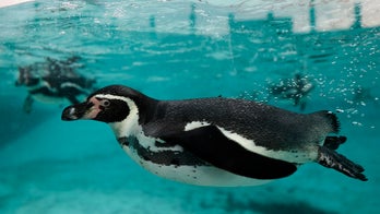 UK zoo accused of hiding penguin massacre