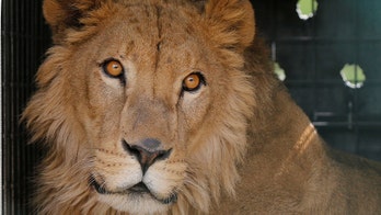 3 escaped lions in South Africa are shot and killed