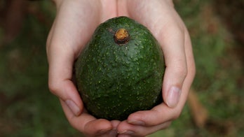 Mexican cartels extorting avocado producers raises price of guacamole, report says