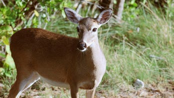 Hunter shoots pickup truck after mistaking it for a deer, police say