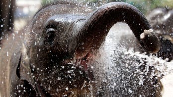 Watch a baby elephant 'rescue' a man in a river