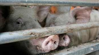 Swine flu, bird flu hit North Korea and South Korea days before Winter Olympics kickoff