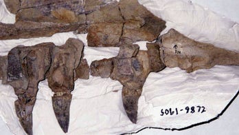 Ancient battle left 'sea monster' with tooth stuck in its face