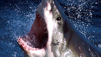 Great white shark reveals razor-like teeth as it attempts to chomp photographer's camera