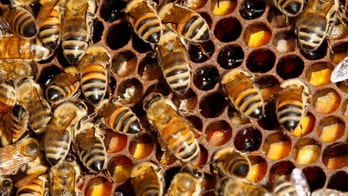 Beehives stolen as New Zealand honey prices soar; crime ring blamed