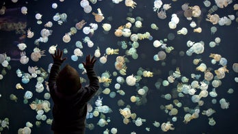 Researchers develop next-gen laser based on fluorescent jellyfish proteins