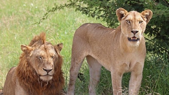 2 lions escape enclosure at German zoo
