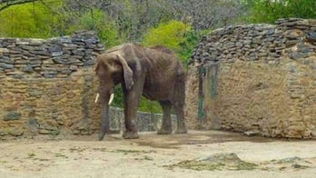 Venezuelan crisis: Starving elephant become symbol of country's misery