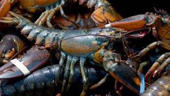 Cruise ship diners may be throwing lobsters overboard to ‘save’ animals