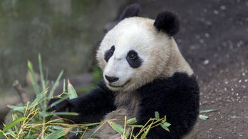 Taking the Kids -- and meeting some amazing creatures at the San Diego Zoo