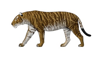 Saber-toothed cat had a huge skull, but a puny bite