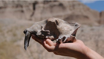 Saber-toothed attacked each other, skulls show