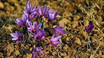 Saffron supplements can prevent muscle weakness and pain after a strenuous workout