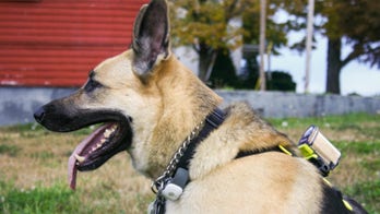 Dog tech can turn Fido into a K9 cyborg