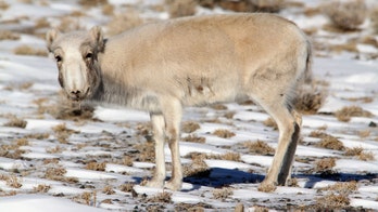 Endangered antelopes face 'catastrophic' die-off