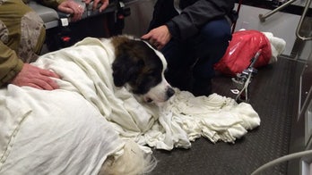 Saint Bernard rescued after falling into icy lake