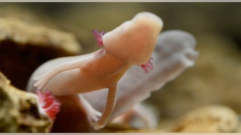 Rare 'dragon eggs' hatch in Slovenian cave