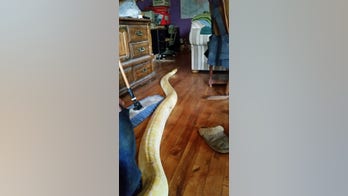 Python reappears in Alaska home 2 weeks after disappearance