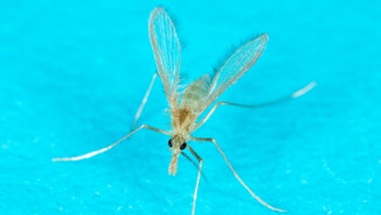 Military pushes war on sand flies