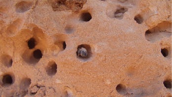 'Unusual' bee species drills apartment-style nests out of rock