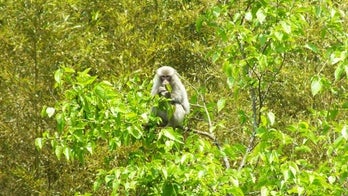 Fukushima monkeys' blood shows signs of radiation exposure