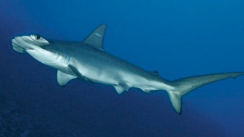 30 hammerhead sharks died in captivity in France; some ate each other, conservation group claims