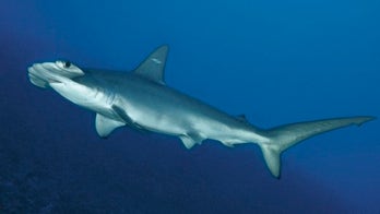 New hammerhead shark species found off South Carolina