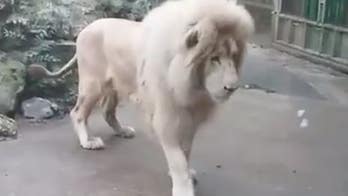 Lion terrified by bursting bubble in viral UK video