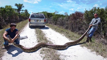 Python hunters describe dangers of wrangling 15-foot snake in Florida Everglades