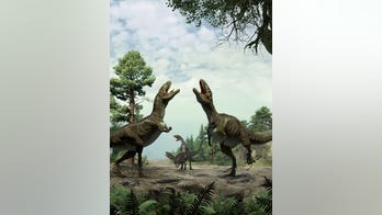 Hard-hitting news is extinct: CNN reports on dinosaur 'foreplay,' nearly six years after Forbes